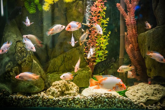 Fish swimming in a brightly lit aquarium with rocks and colorful plants.