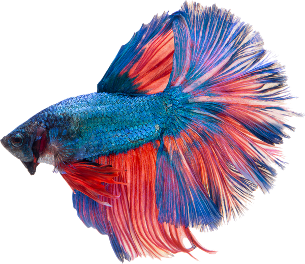 Colorful betta fish with flowing red, blue, and orange fins.