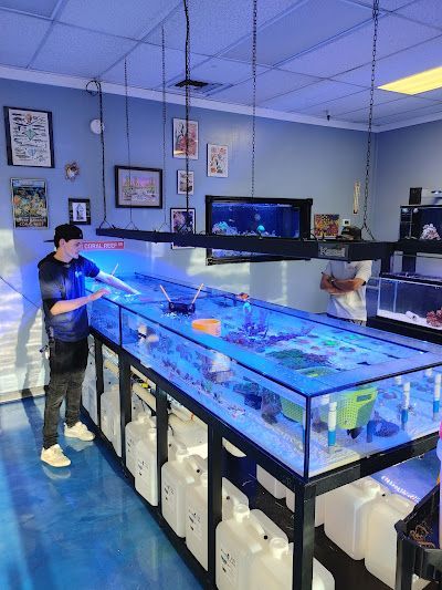 Person tending a large coral reef tank in a store. Bright blue lighting, the person is dark haired.