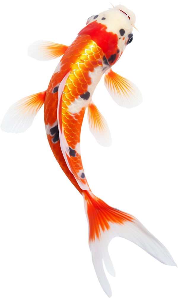 Koi fish, orange, white, and black markings, swimming with fins spread wide.