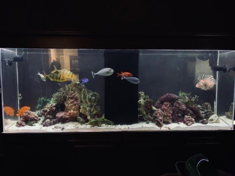 Saltwater aquarium with diverse fish, coral, and rock formations; lit with blue hues, in a dimly lit room.