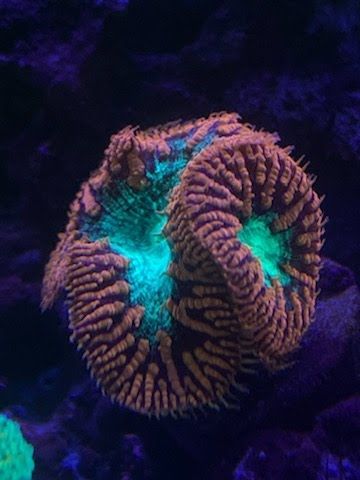 Coral with orange ridges and turquoise centers in a dark underwater setting.