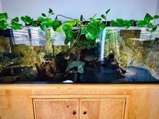 Aquarium with green plants on top and rock and wood decorations inside.