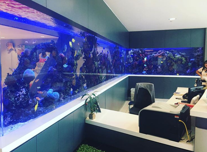 Large, long aquarium with coral and fish, built into the wall of an office. Bright blue light illuminates the water.