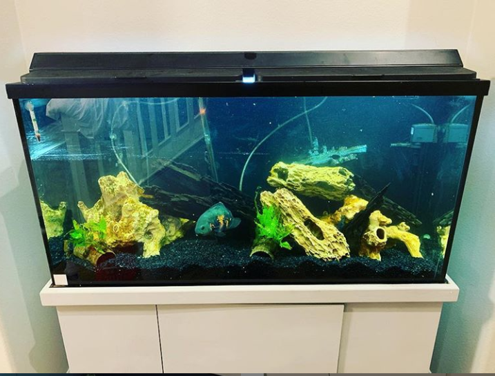 Fish tank with black gravel, decorations, and an Oscar fish, set on a white stand.