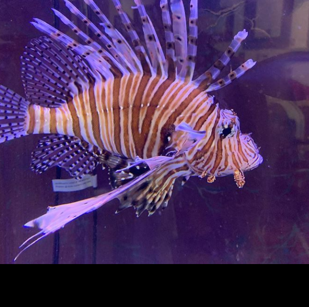 Lionfish with red and white stripes swimming in an aquarium.