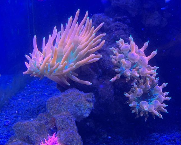 Two coral anemones in a blue-lit tank, one large orange, the other smaller pink with blue tips.