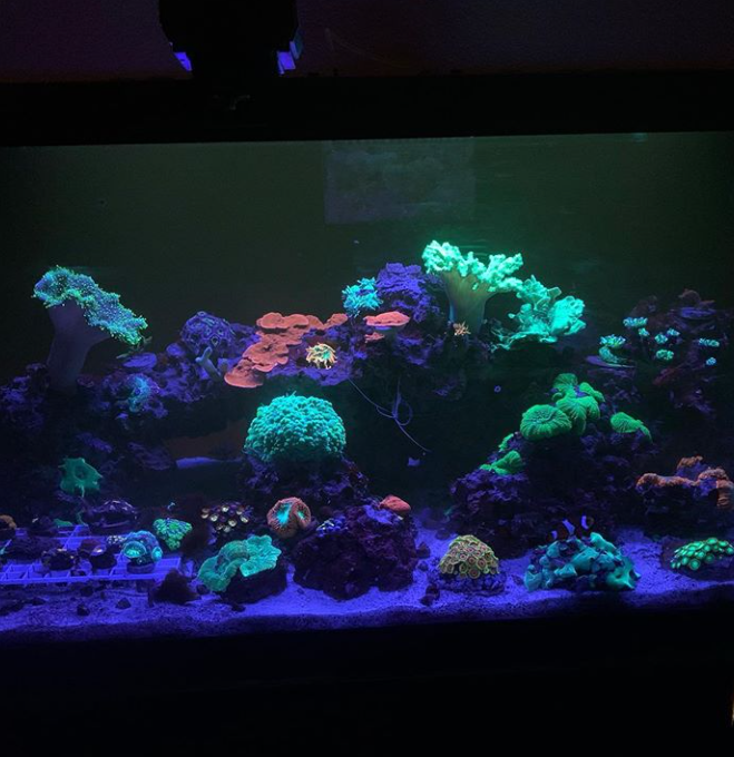 A vibrant saltwater aquarium with coral of various colors glowing under blue lights.