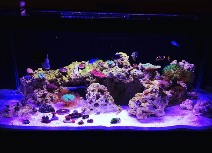 Coral reef aquarium with fish and colorful corals.