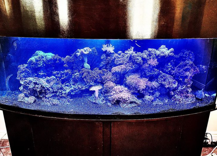 Large, curved aquarium filled with blue-lit coral and rocks.