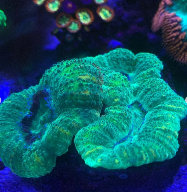 Green and blue coral in an aquarium.
