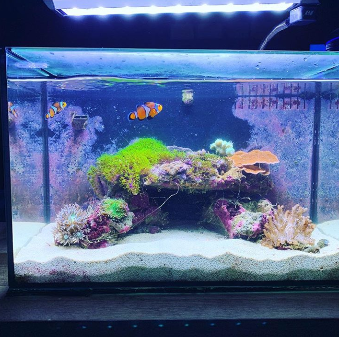 Clownfish swim in a colorful coral reef aquarium with green and orange coral, and white sand.