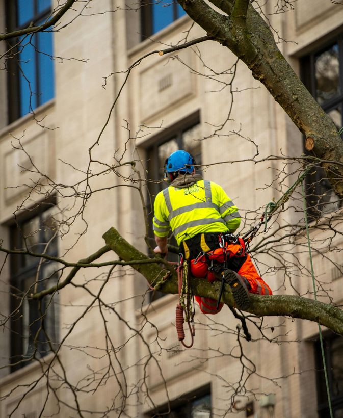 Tree worker in blue helmet and high-vis jacket stands on a tree branch by a building facade.