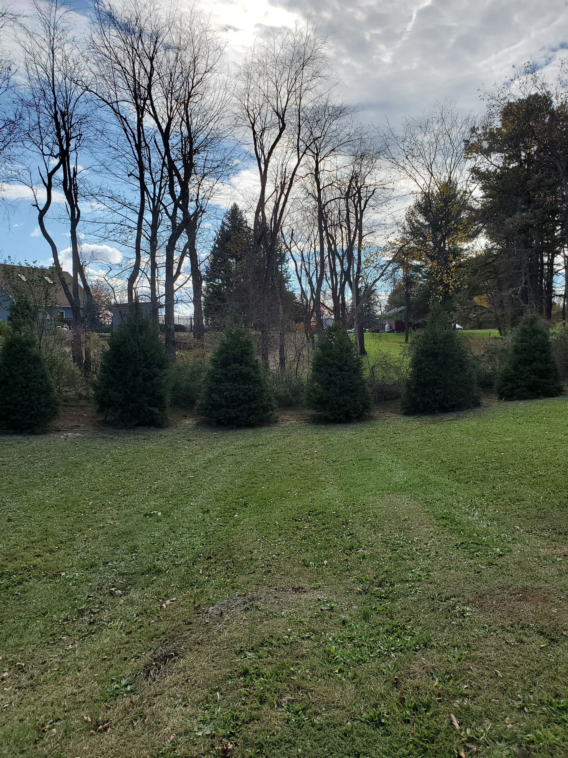 A row of christmas trees in a field with trees in the background.