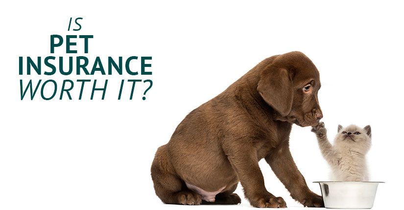 Pet Insurance
