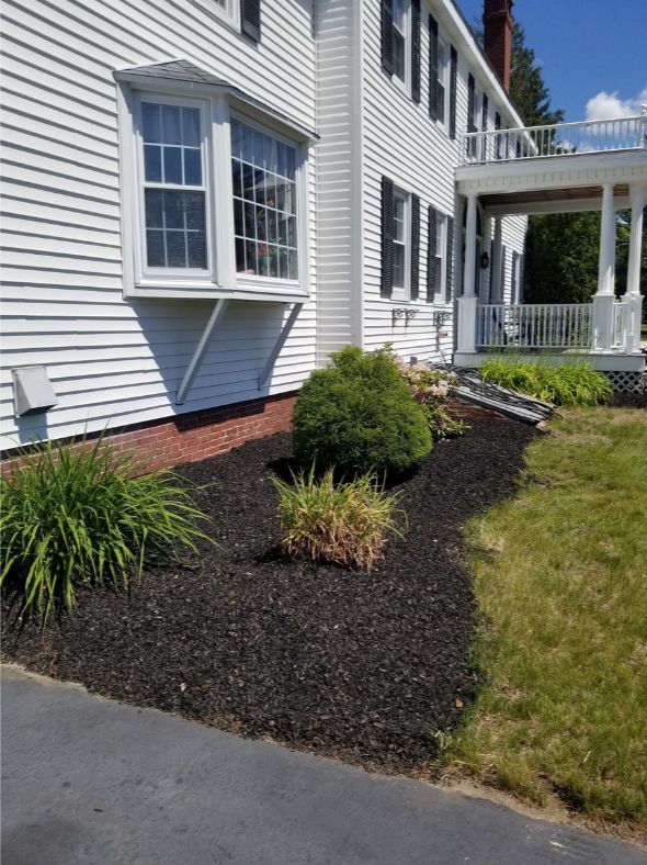 Freshly Planted Green Bushes
