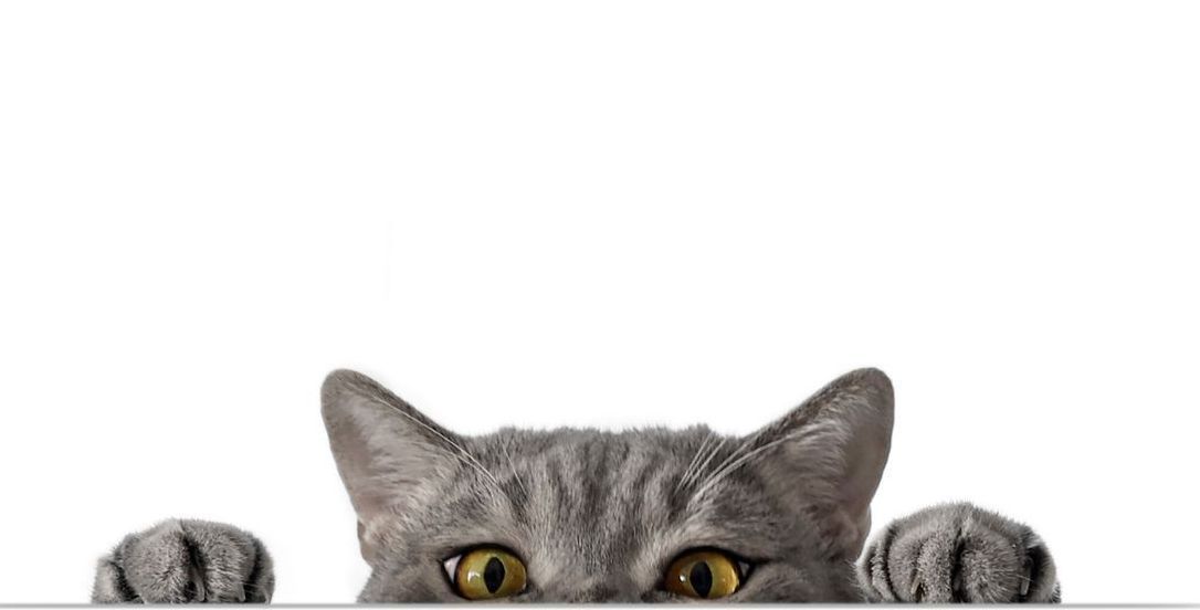 Cat Peeking — Cedar Falls, IA — Budreau Veterinary Clinic Cat Peeking — Cedar Falls, IA — Budreau Veterinary Clinic
