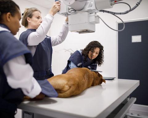 Veterinarian Checking the Dog — Cedar Falls, IA — Budreau Veterinary Clinic Veterinarian Checking the Dog — Cedar Falls, IA — Budreau Veterinary Clinic