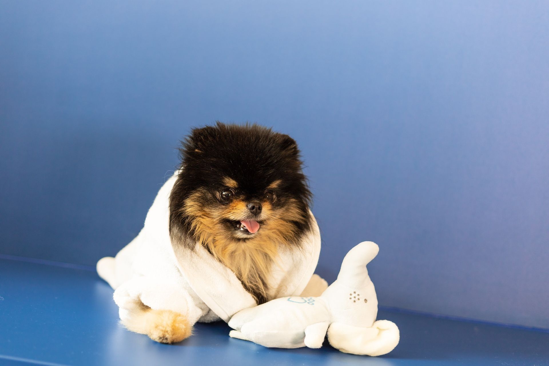 Een keeshondje zit op een blauwe tafel met een knuffeldier.