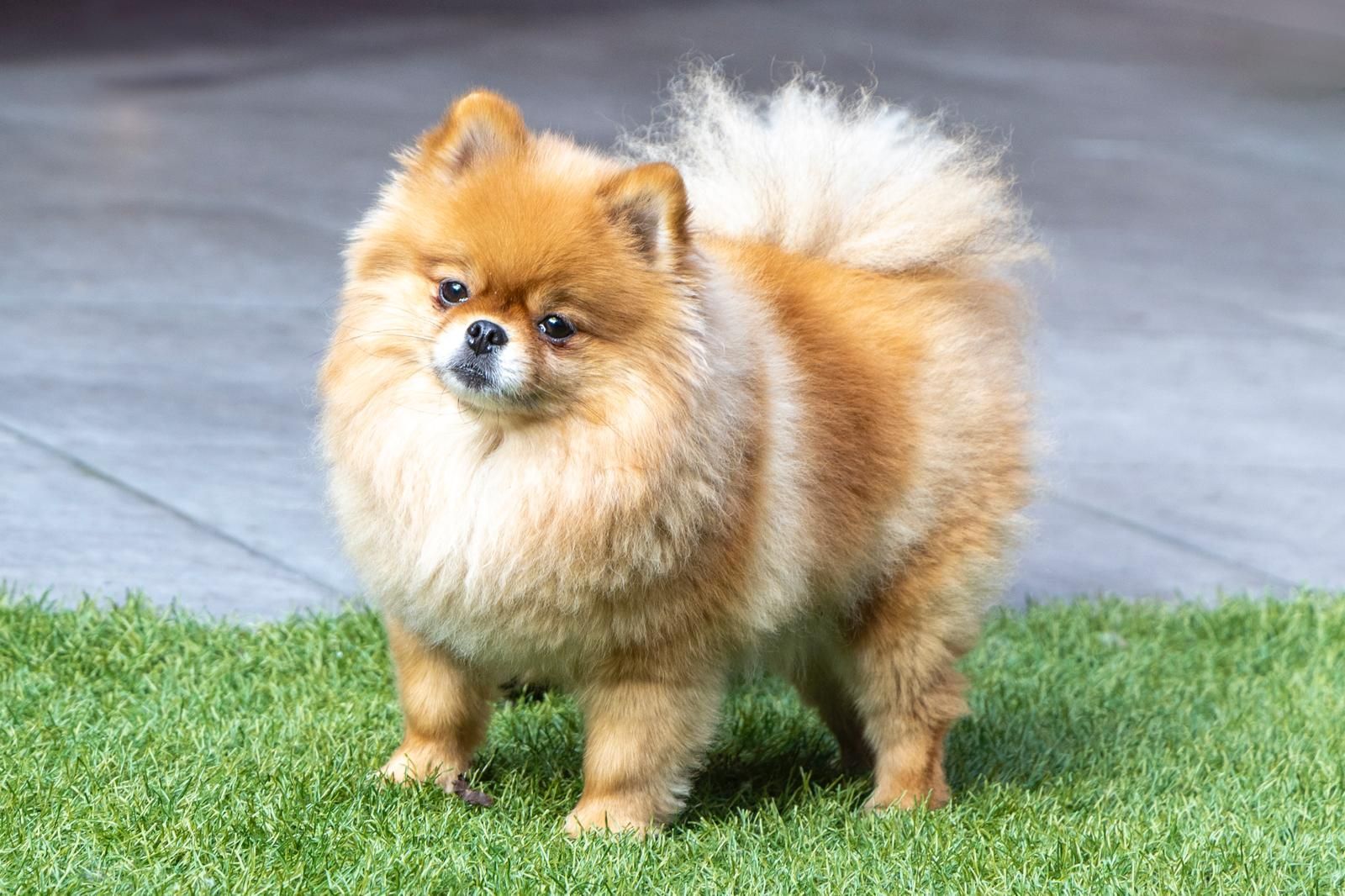 Een keeshond staat op een weelderig groen veld.