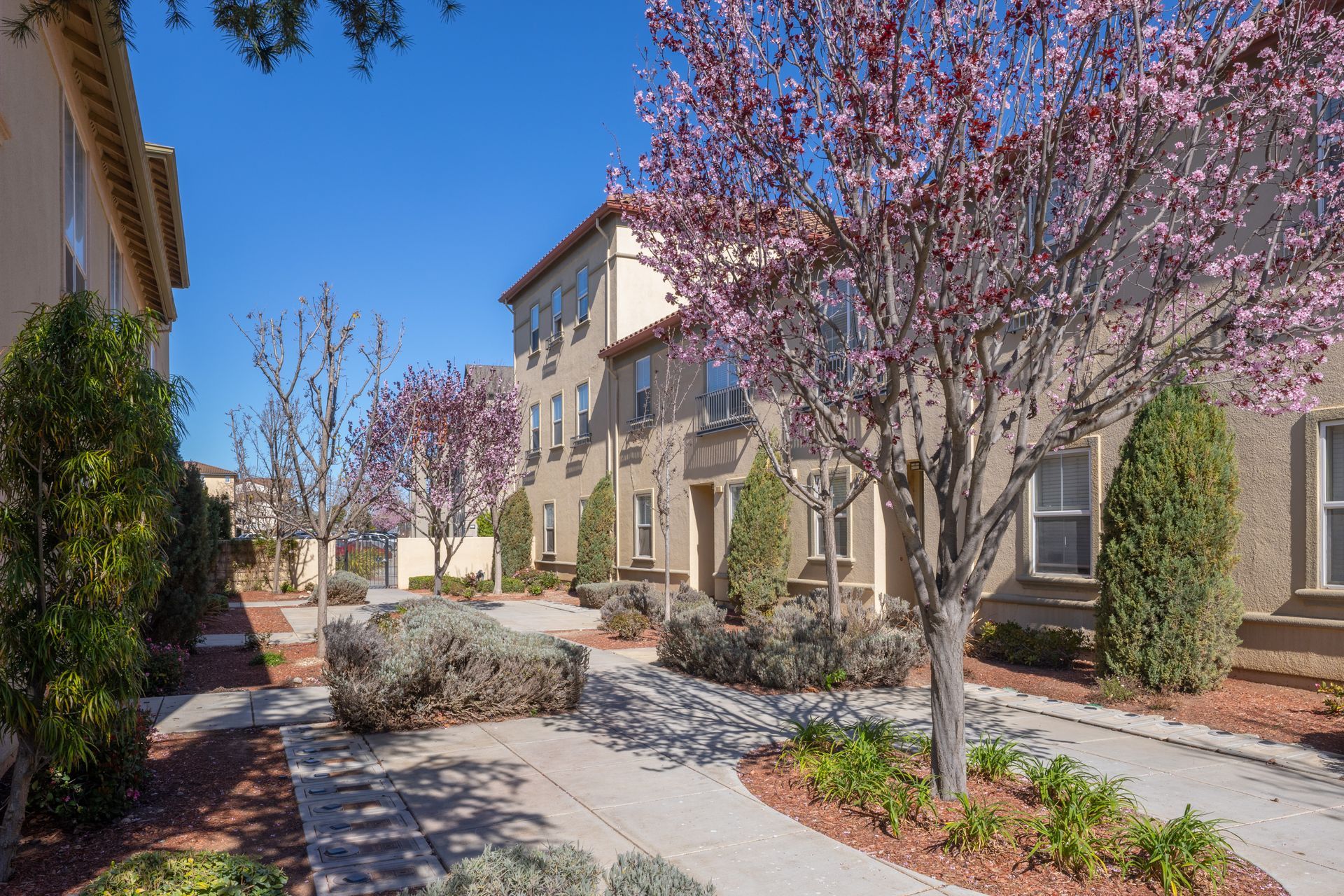 Courtyard walkway between beige buildings with blooming pink trees under a bright blue sky