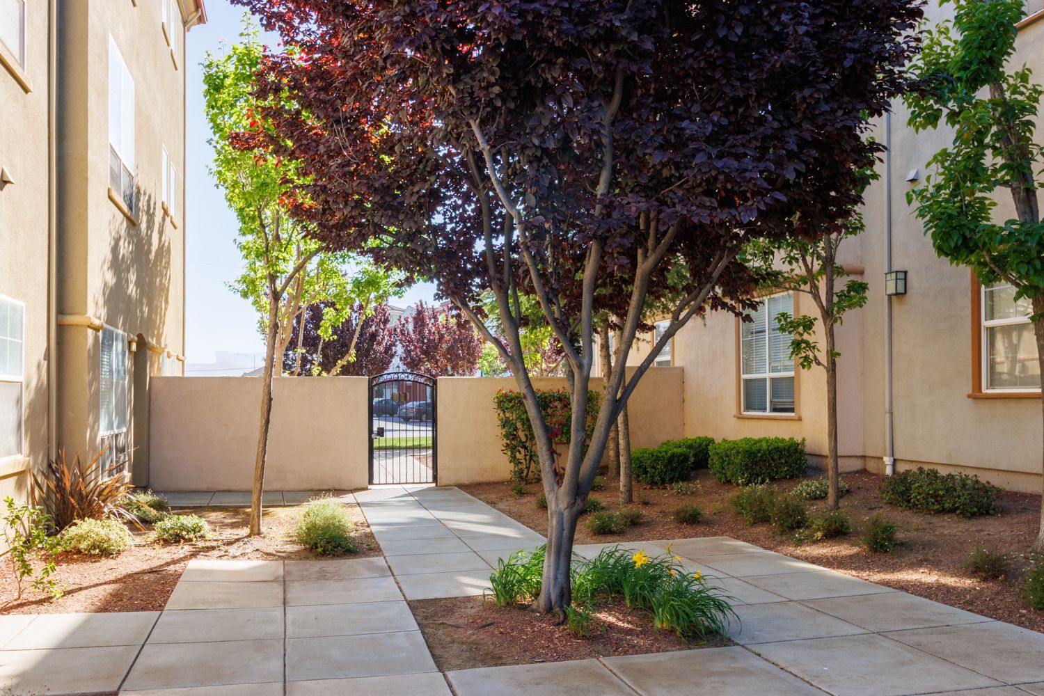 Apartment courtyard walkway with trees, beige buildings, and landscaped shrubs in bright sunlight