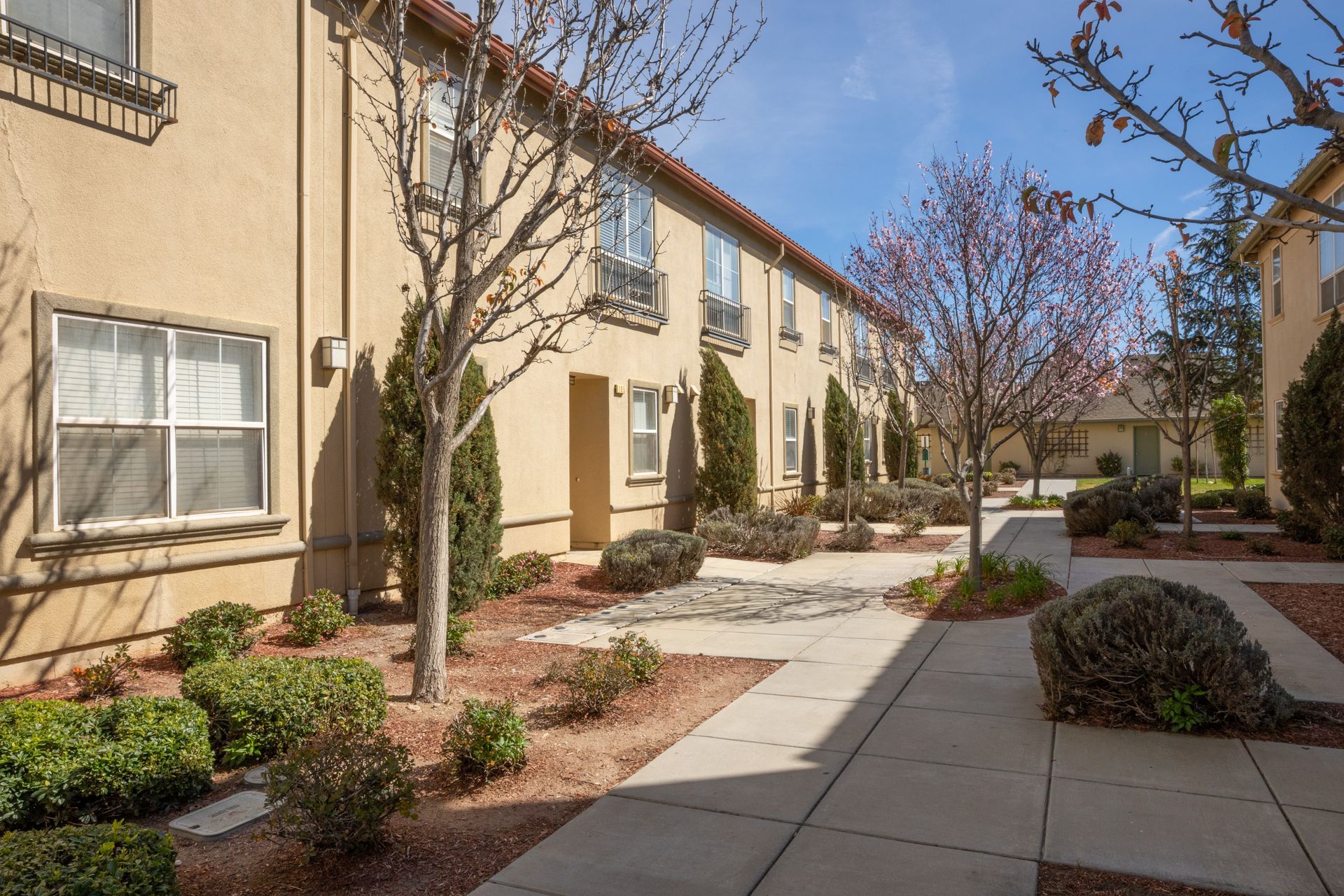 Apartment courtyard walkway with beige buildings, young trees, and landscaped shrubs under a clear sky