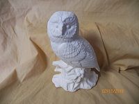 owl on branch