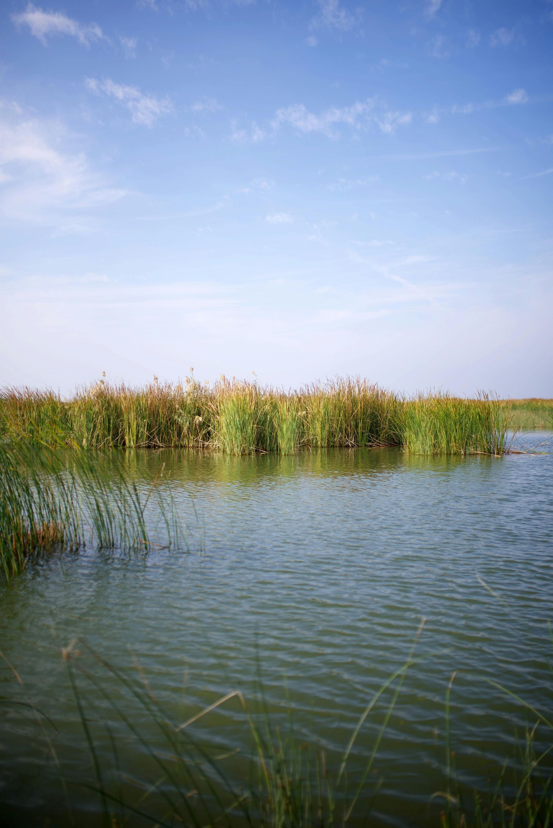 Reeds along a calm lake under a blue sky with wispy clouds