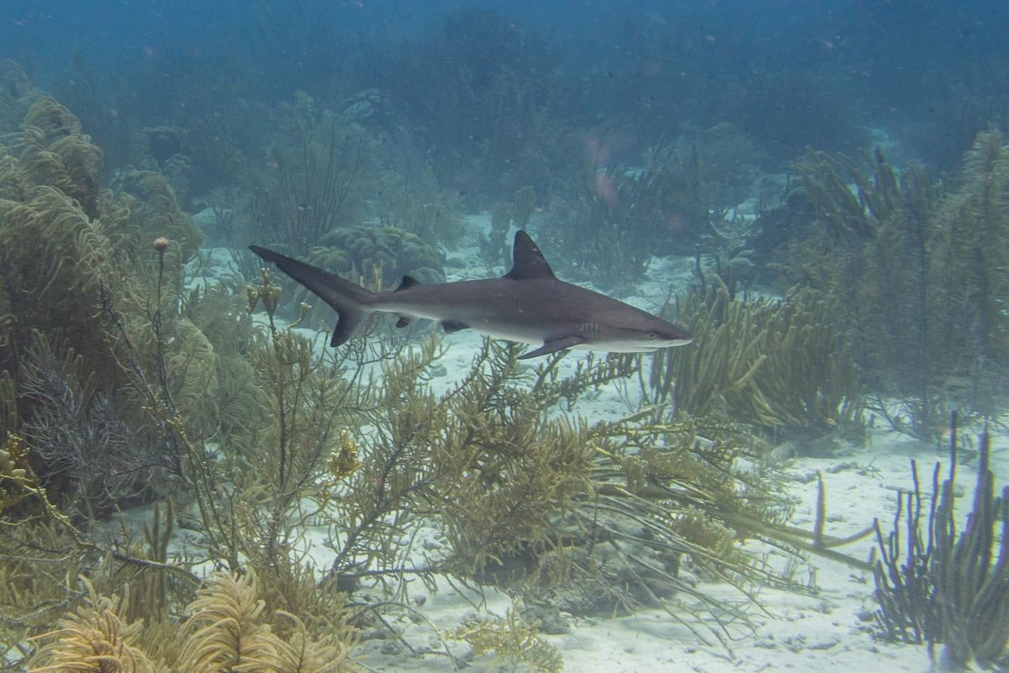 Reef shark