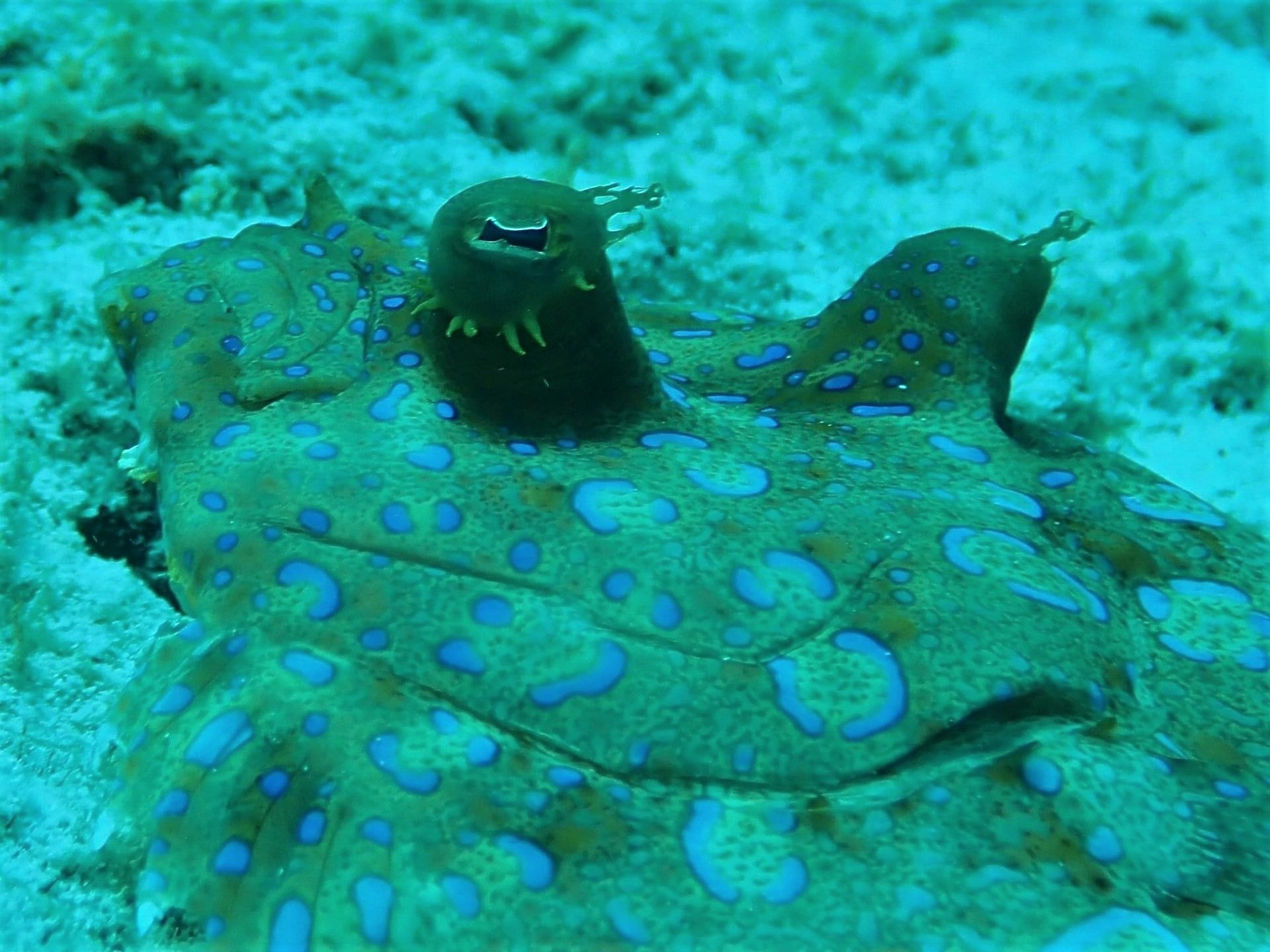Blue spotted stingray