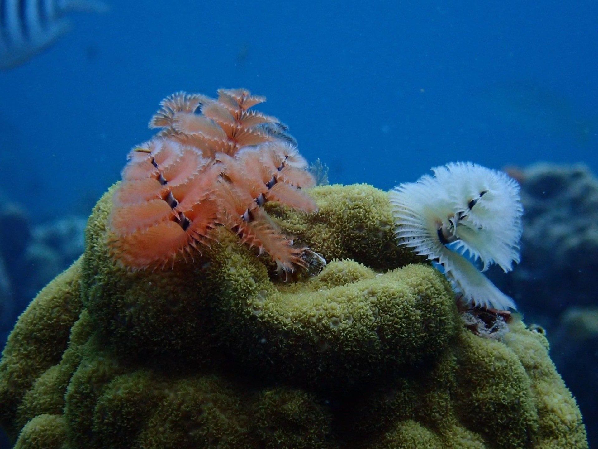 Christmastree worms