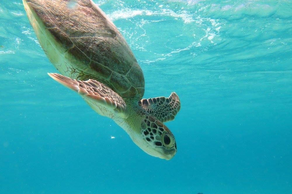 schildpad