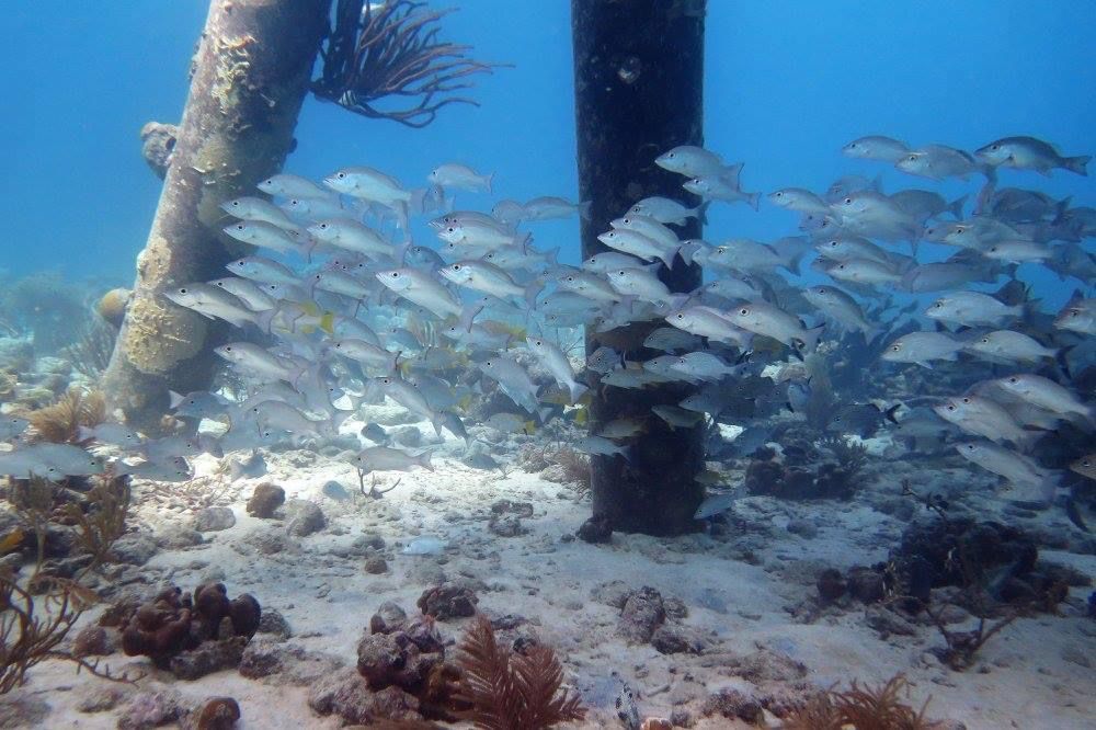 salt pier