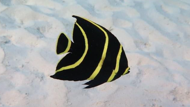 vis