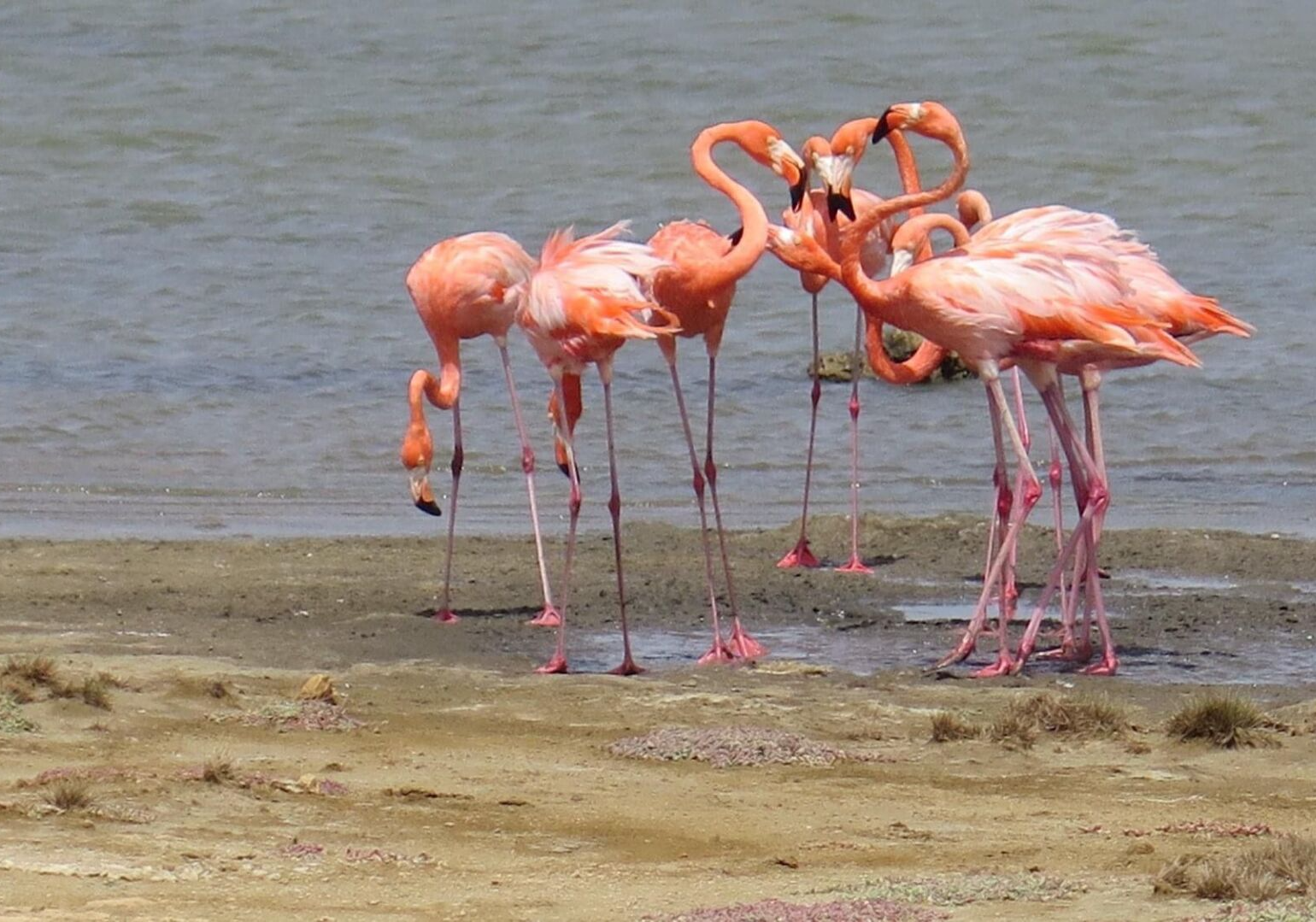 Flamingo