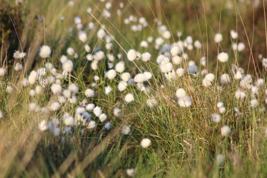 Peaceful field of soft white wildflowers swaying in the breeze, symbolizing gentle remembrance and compassionate cremation services Clearwater, FL.