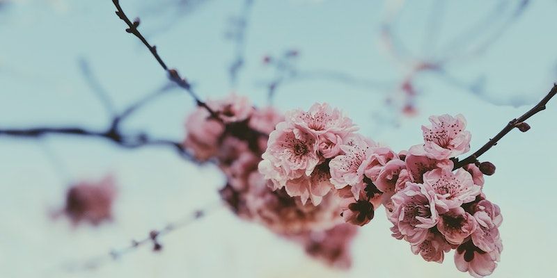 Cherry Blossoms Memorial Tribute Clearwater FL