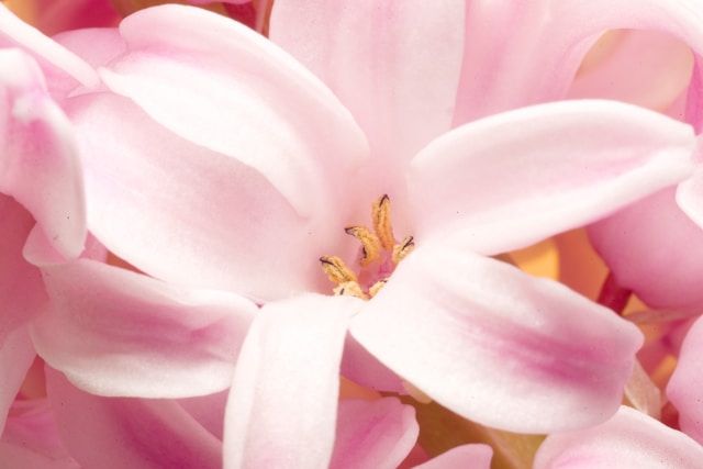 Soft pink lily petals in close-up, symbolizing remembrance and peace, cremation services Clearwater, FL