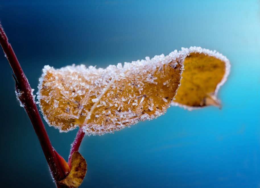 Frosted Autumn Leaf Indian Rocks Beach Tribute