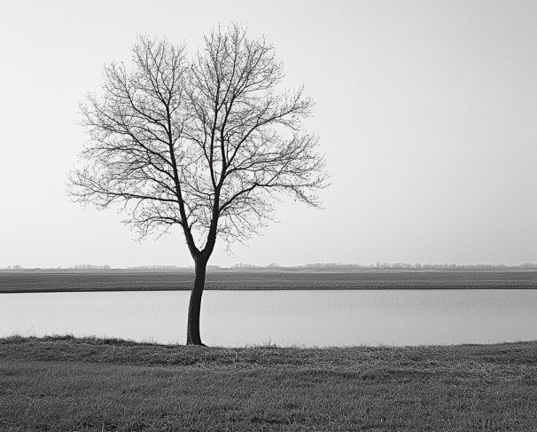 Solitary Tree Beside Cremation Lake Indian Rocks Beach