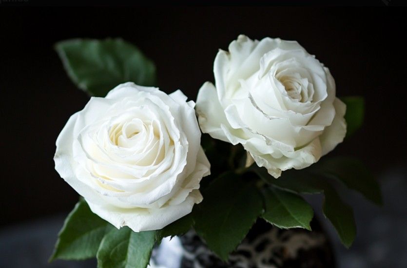 Two White Roses in Memorial Vase