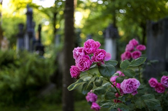 Cemetery Roses Indian Rocks Beach Cremation Tribute