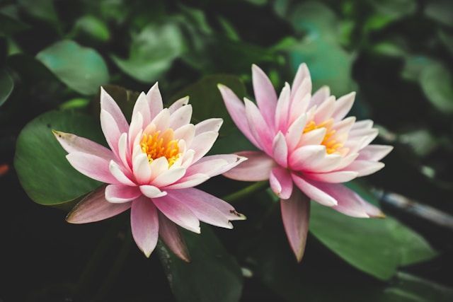 cremation services Largo, FL