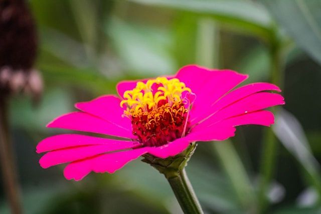 Bright pink flower in close-up with vibrant center, symbolizing remembrance, cremation services Largo, FL