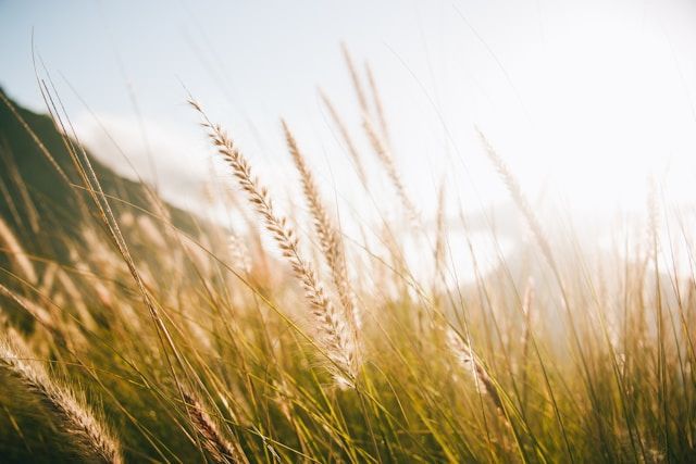 Sunlit beach grass swaying in coastal breeze with soft golden light in Clearwater, FL
