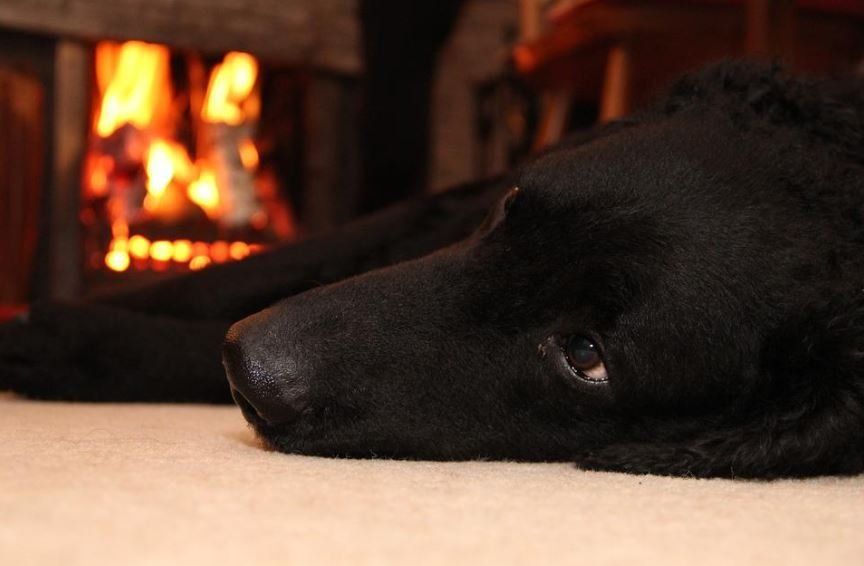 Largo FL Cremation Comfort Dog by Fireplace