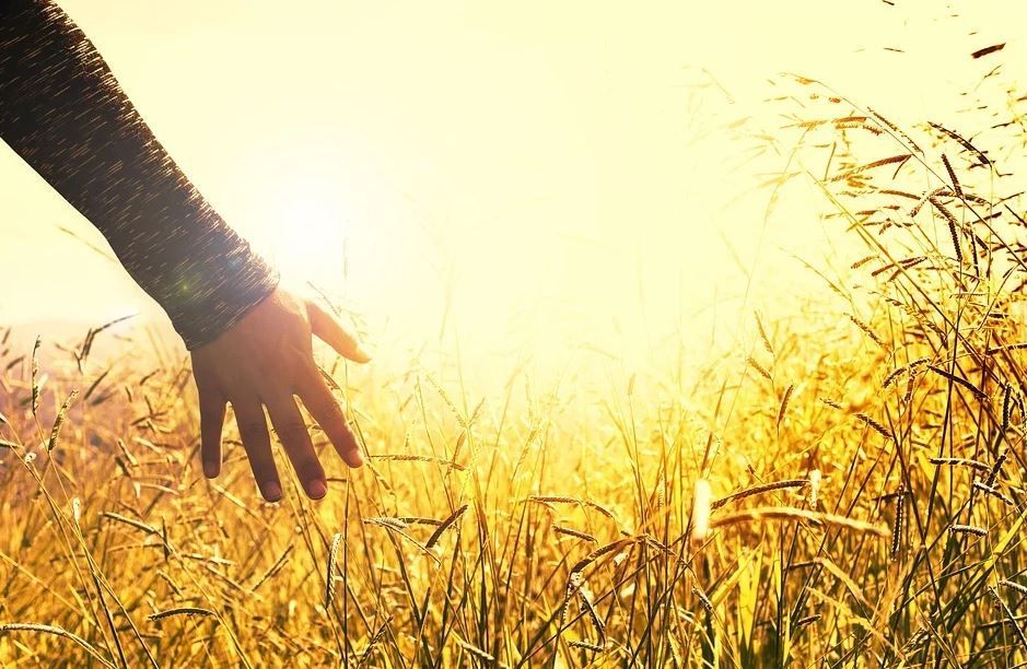 Clearwater FL Cremation Hand Through Golden Field