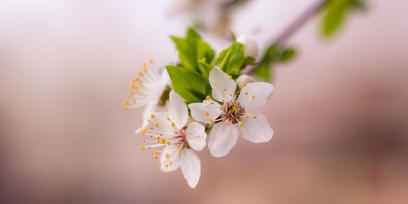 Cremation Tribute Blossoms Largo FL Spring