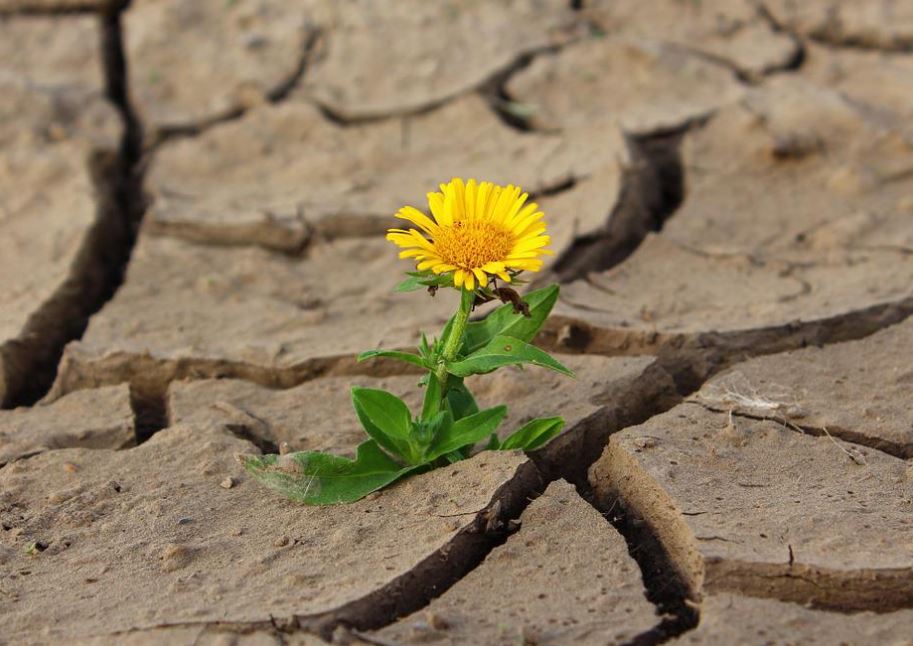 Yellow Flower Rising Indian Rocks Beach Cremation